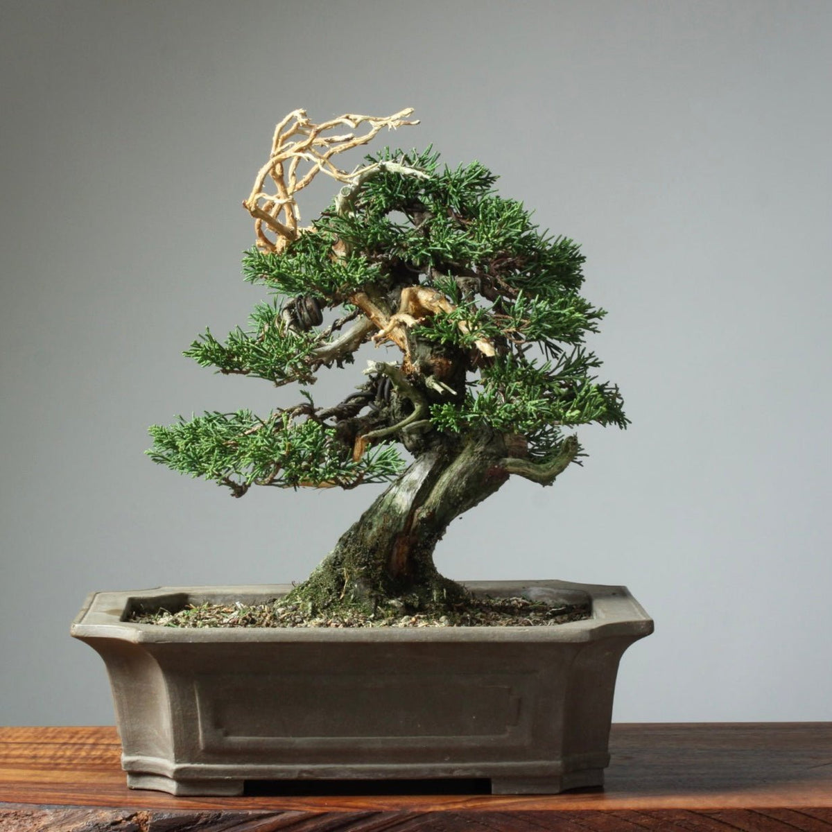juniper tree bonsai