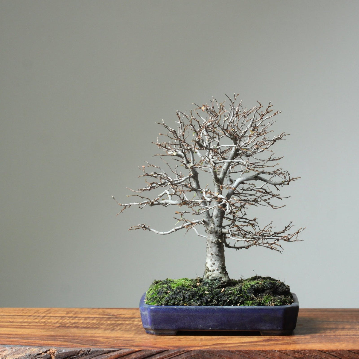 Bonsai Basics Kit: Make an Indoor Bonsai Tree! – Bonsaify