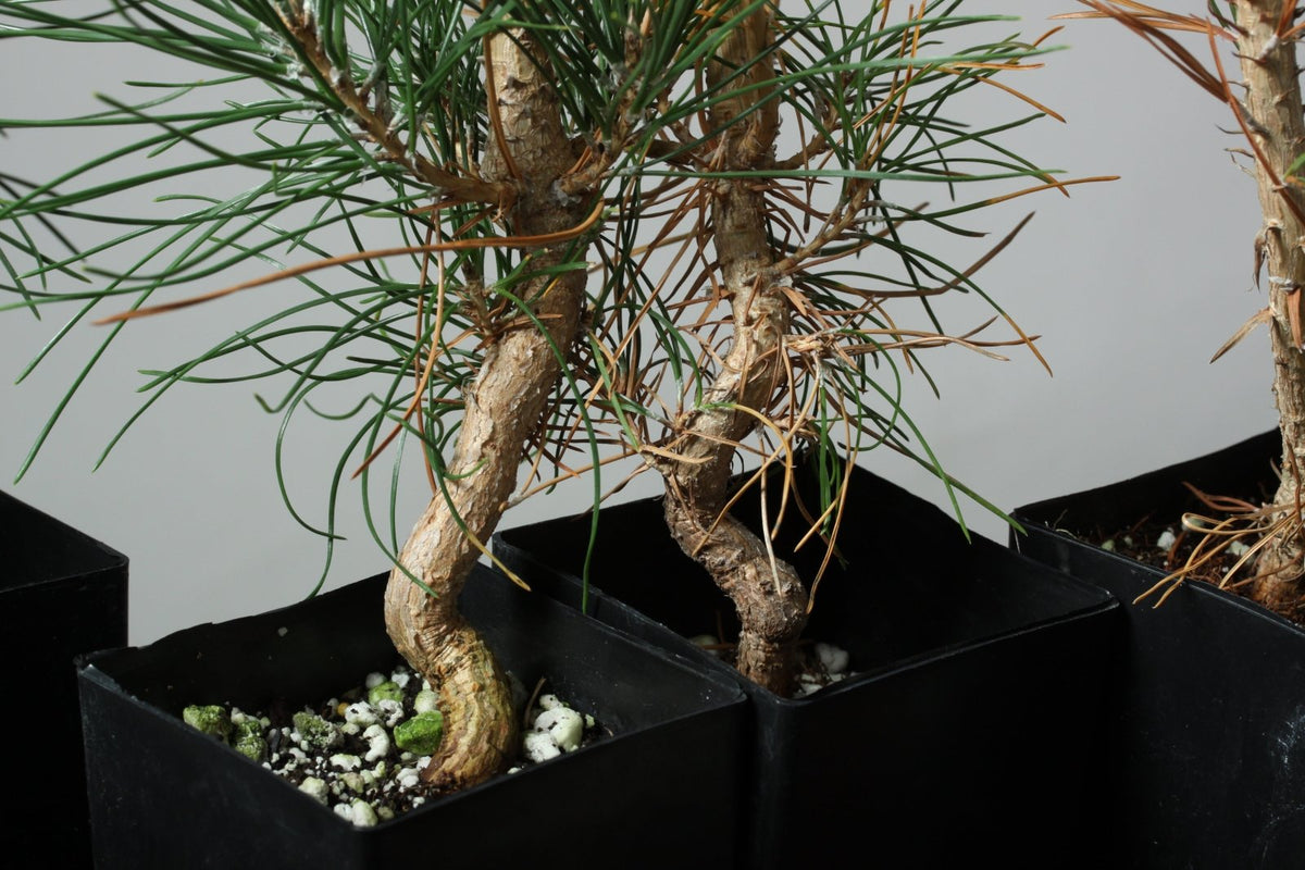 Japanese Pine Stem