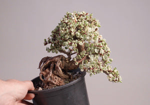 Dwarf Jade Bonsai Care Guide