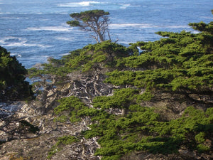 Monterey Cypress: Making Bonsai of Hesperocyparis macrocarpa