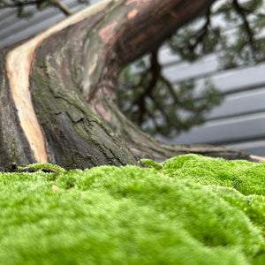 Why Moss is Used for Bonsai Trees