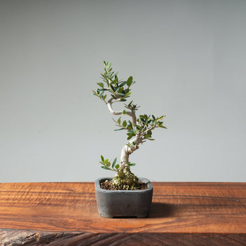 Mini Olive Bonsai #2