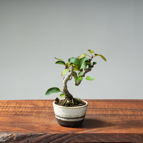 European Crabapple Bonsai #17