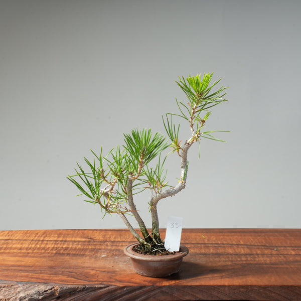 Japanese Black Pine #35