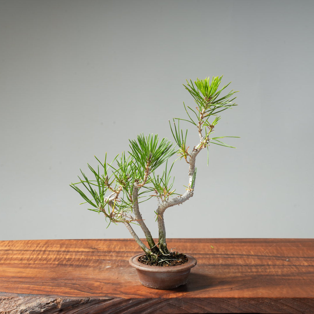 Japanese Black Pine #35