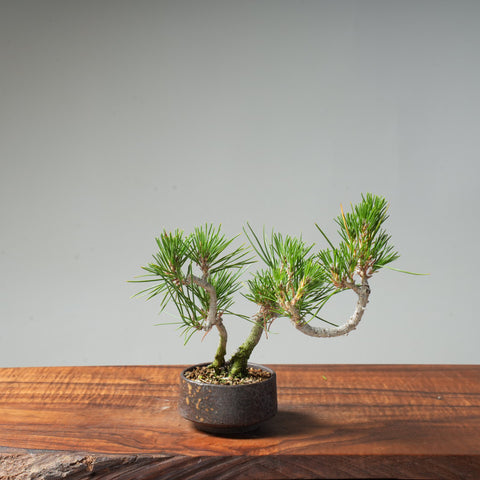 Japanese Black Pine #36