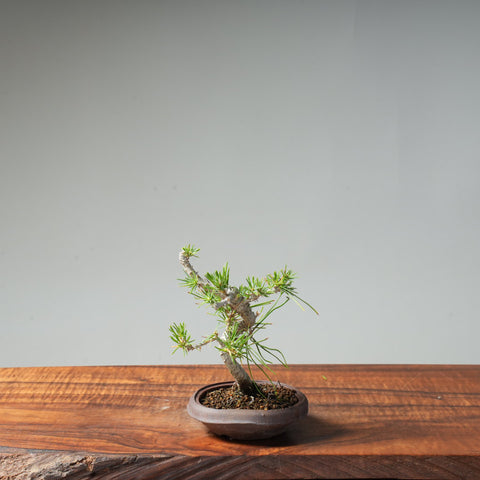 Japanese Black Pine #37