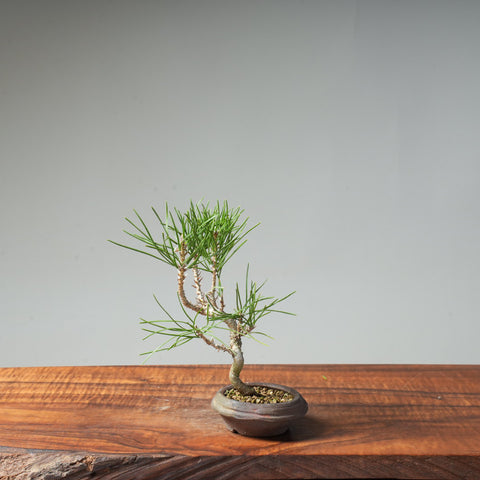 Japanese Black Pine #39