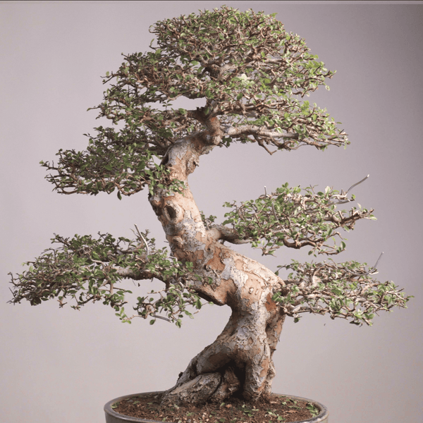 Bare Root 1 - year - old Chinese Elm - Bonsaify