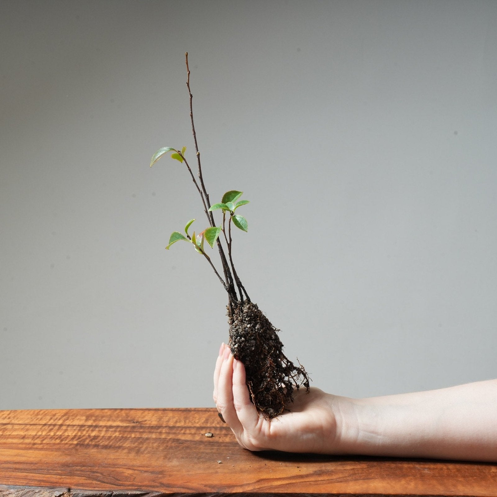 Bare Root 1 - year - old Chinese Quince - Bonsaify