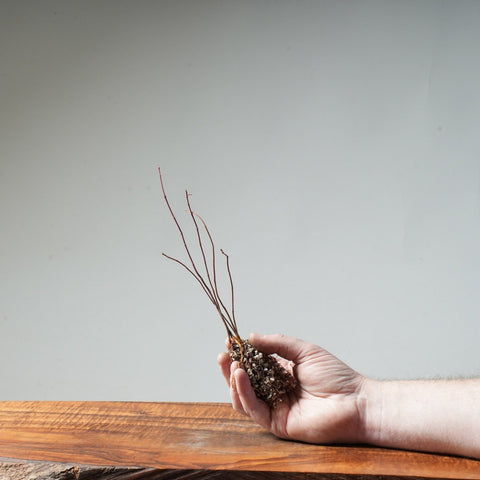 Bare Root 1 - year - old 'Deshojo' Japanese Maple Seedlings - Bonsaify