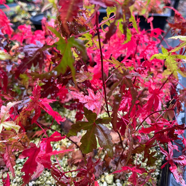 Bare Root 1 - year - old 'Deshojo' Japanese Maple Seedlings - Bonsaify