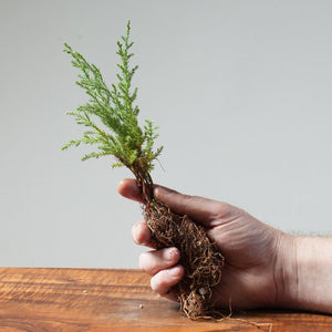 Bare Root 1 - year - old Kashmir Cypress - Bonsaify