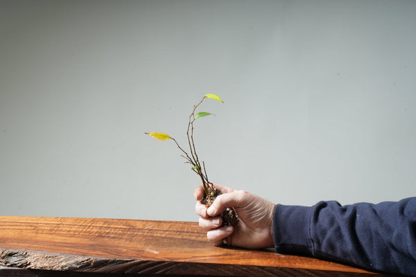 Bare Root 1 - year - old Zelkova Starters - Bonsaify