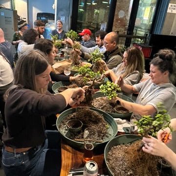 Bonsai Classes at Blue Oak Brewing Co. - Bonsaify