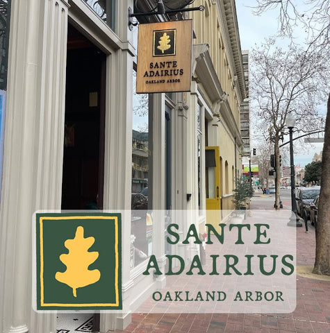 Bonsai Classes at Sante Adairius Oakland Arbor - Bonsaify
