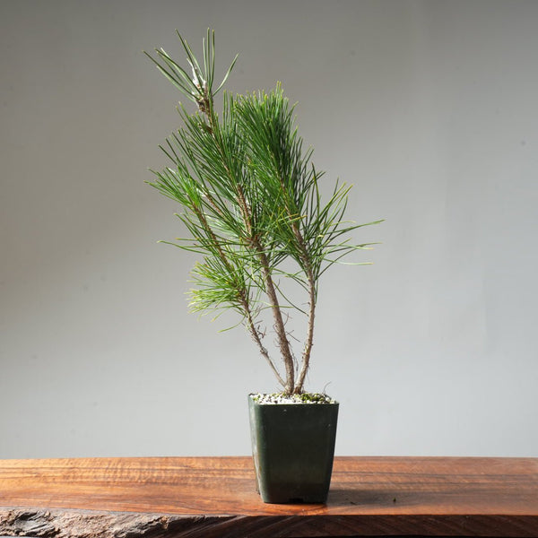 Clump Style Japanese Black Pine #34 - Bonsaify