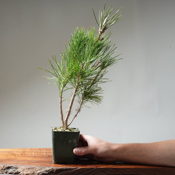 Clump Style Japanese Black Pine #34 - Bonsaify