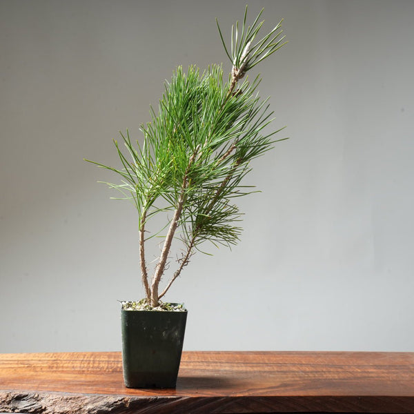 Clump Style Japanese Black Pine #34 - Bonsaify