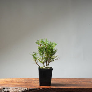 Clump Style Japanese Black Pine #36 - Bonsaify