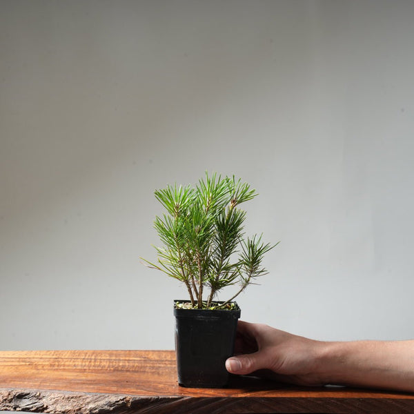 Clump Style Japanese Black Pine #36 - Bonsaify