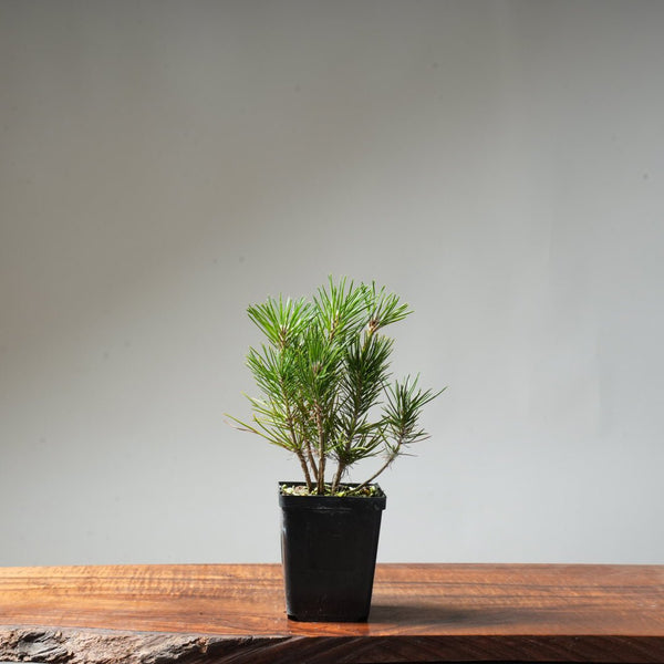 Clump Style Japanese Black Pine #36 - Bonsaify