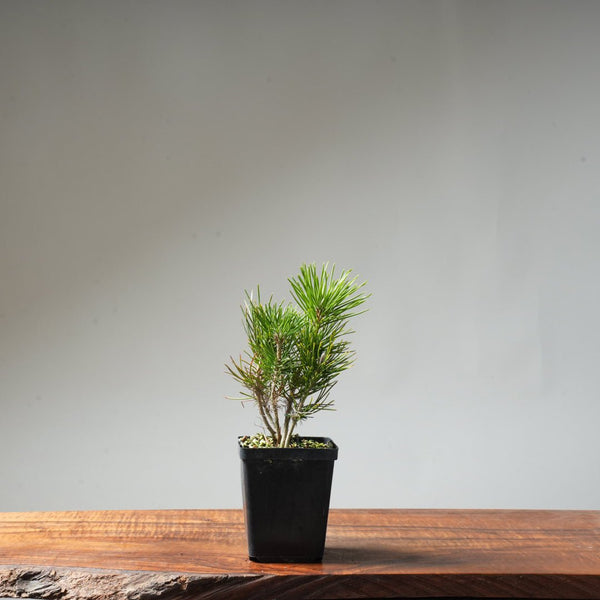 Clump Style Japanese Black Pine #37 - Bonsaify