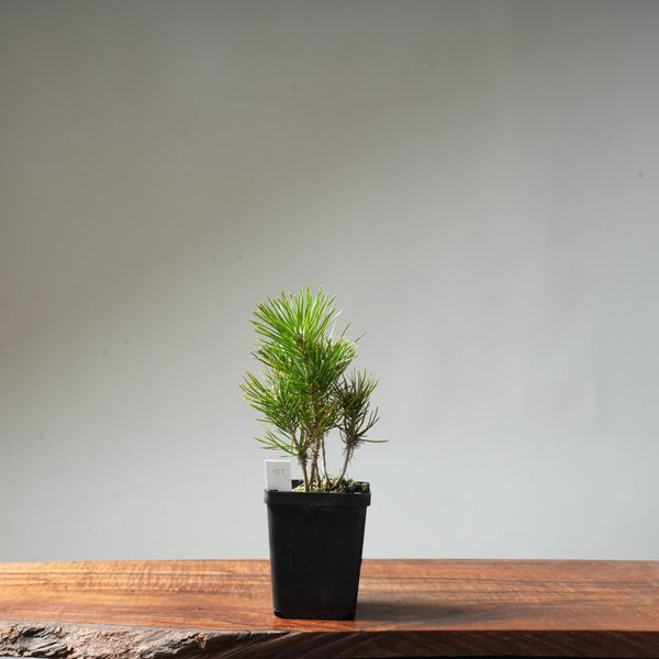 Clump Style Japanese Black Pine #37 - Bonsaify