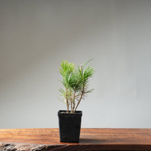 Clump Style Japanese Black Pine #38 - Bonsaify