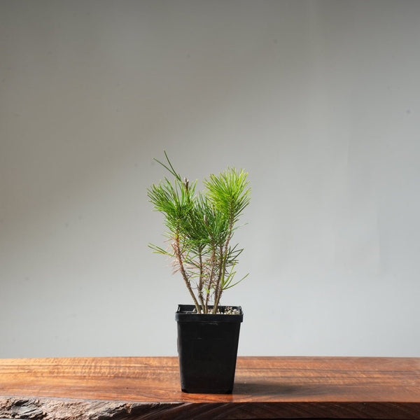 Clump Style Japanese Black Pine #38 - Bonsaify