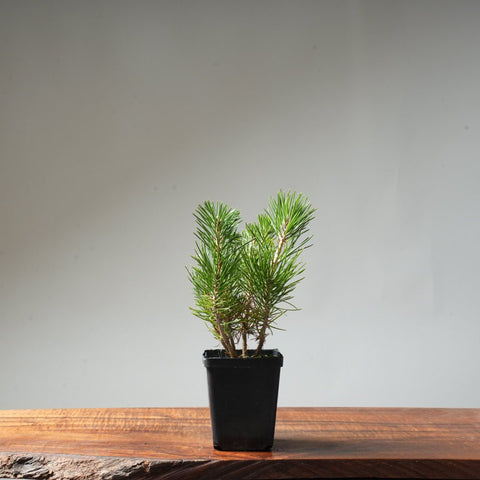 Clump Style Japanese Black Pine #39 - Bonsaify