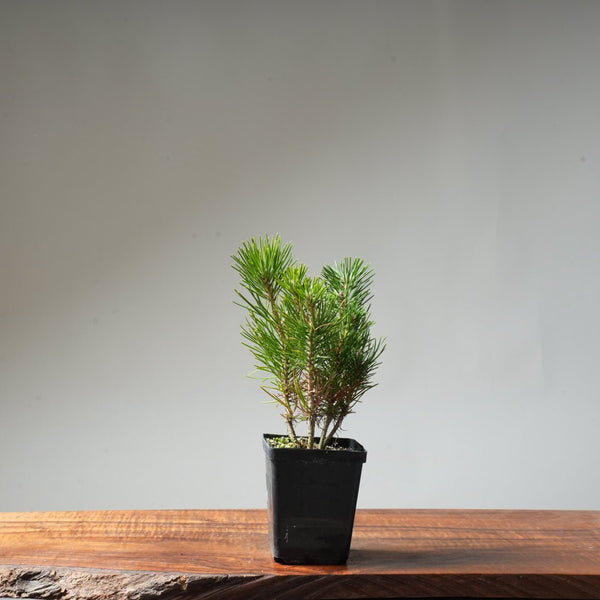 Clump Style Japanese Black Pine #39 - Bonsaify