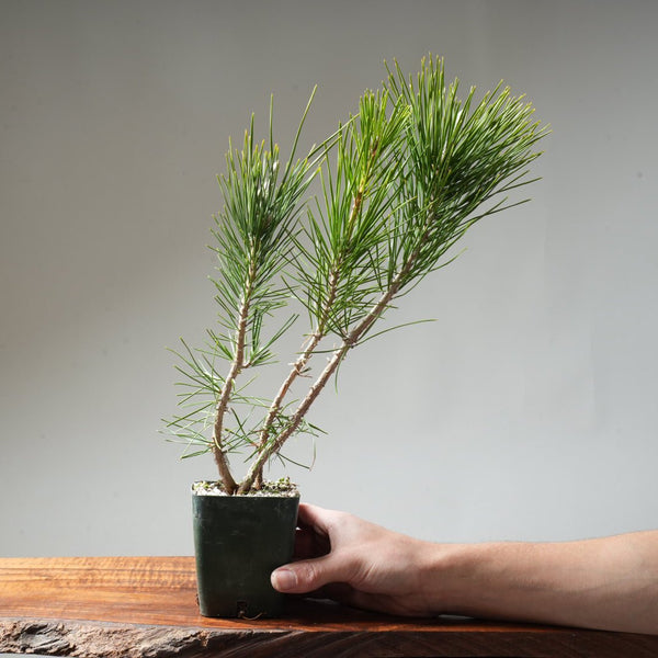 Clump Style Japanese Black Pine #40 - Bonsaify