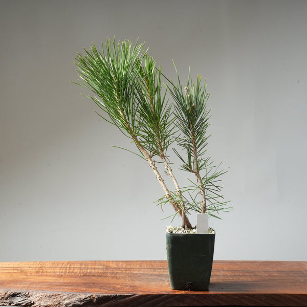 Clump Style Japanese Black Pine #40 - Bonsaify