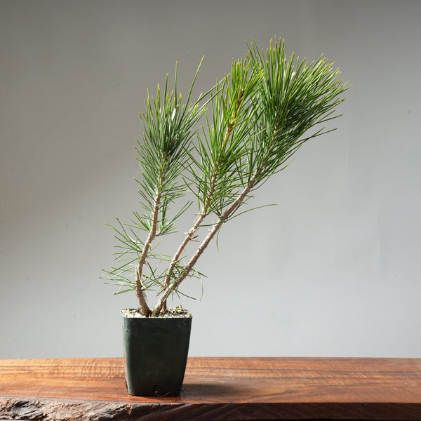 Clump Style Japanese Black Pine #40 - Bonsaify