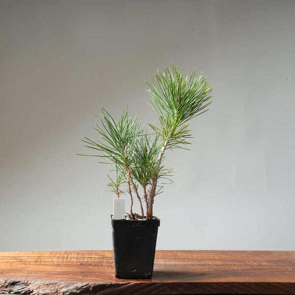 Clump Style Japanese Black Pine #41 - Bonsaify