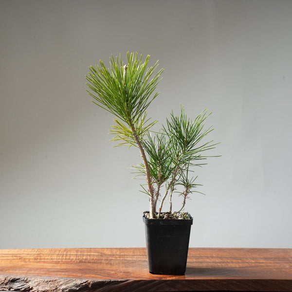 Clump Style Japanese Black Pine #41 - Bonsaify