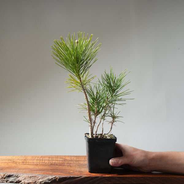 Clump Style Japanese Black Pine #41 - Bonsaify