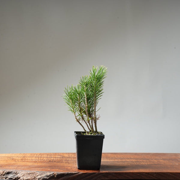 Clump Style Japanese Black Pine #42 - Bonsaify