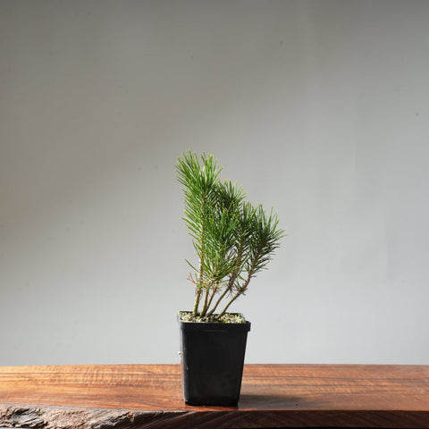 Clump Style Japanese Black Pine #42 - Bonsaify