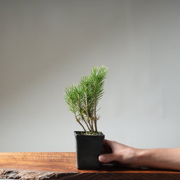 Clump Style Japanese Black Pine #42 - Bonsaify