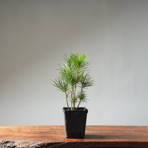 Clump Style Japanese Black Pine #43 - Bonsaify