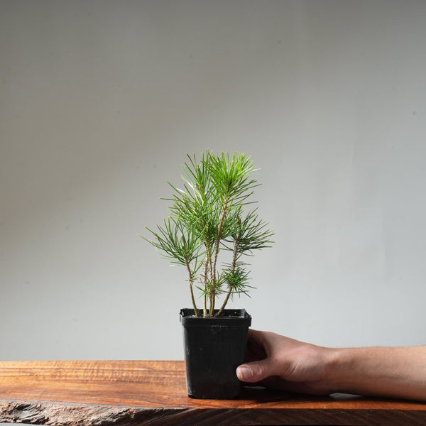 Clump Style Japanese Black Pine #43 - Bonsaify