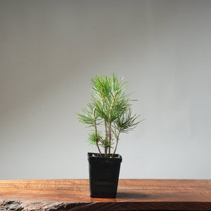 Clump Style Japanese Black Pine #43 - Bonsaify