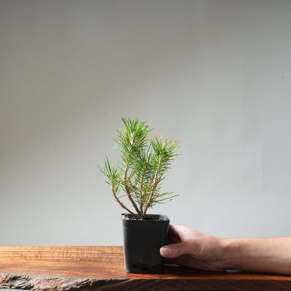 Clump Style Japanese Black Pine #44 - Bonsaify