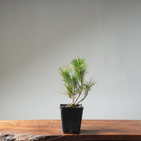 Clump Style Japanese Black Pine #44 - Bonsaify