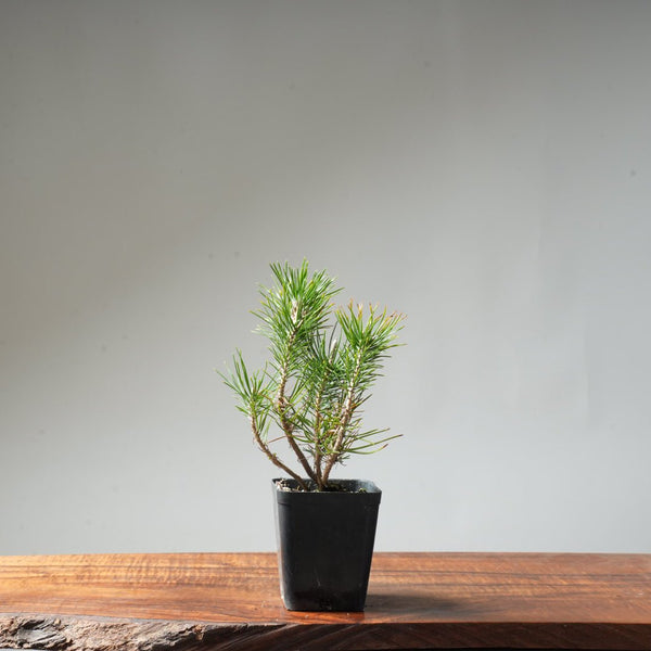 Clump Style Japanese Black Pine #44 - Bonsaify