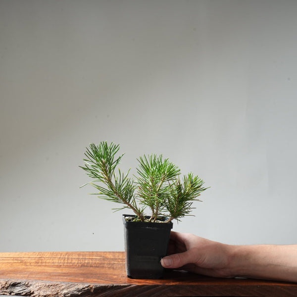 Clump Style Japanese Black Pine #45 - Bonsaify