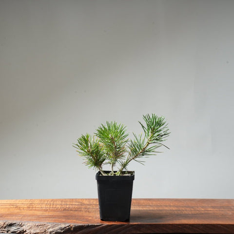 Clump Style Japanese Black Pine #45 - Bonsaify